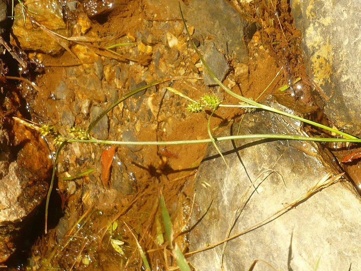 Carex demissa (Cyperaceae)